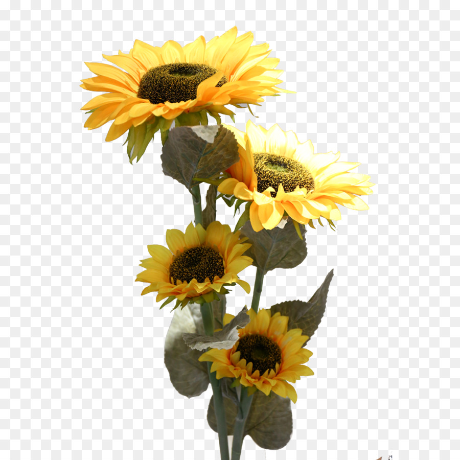 Flor，Girassol PNG