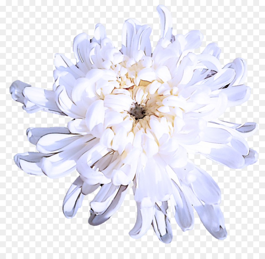 Branco，Flor PNG