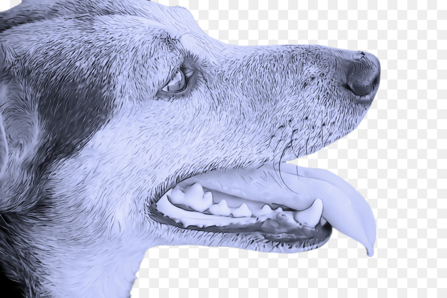 Cachorro，Nariz PNG