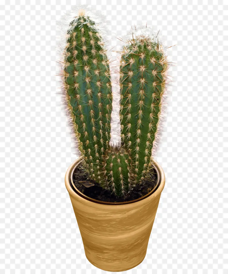 Cactus，Flowerpot PNG