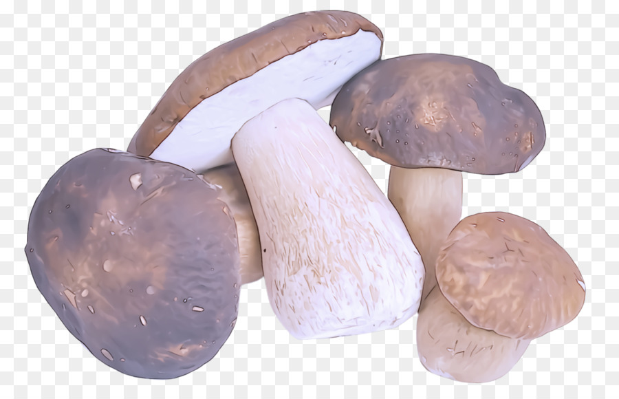 Cogumelo，Shiitake PNG