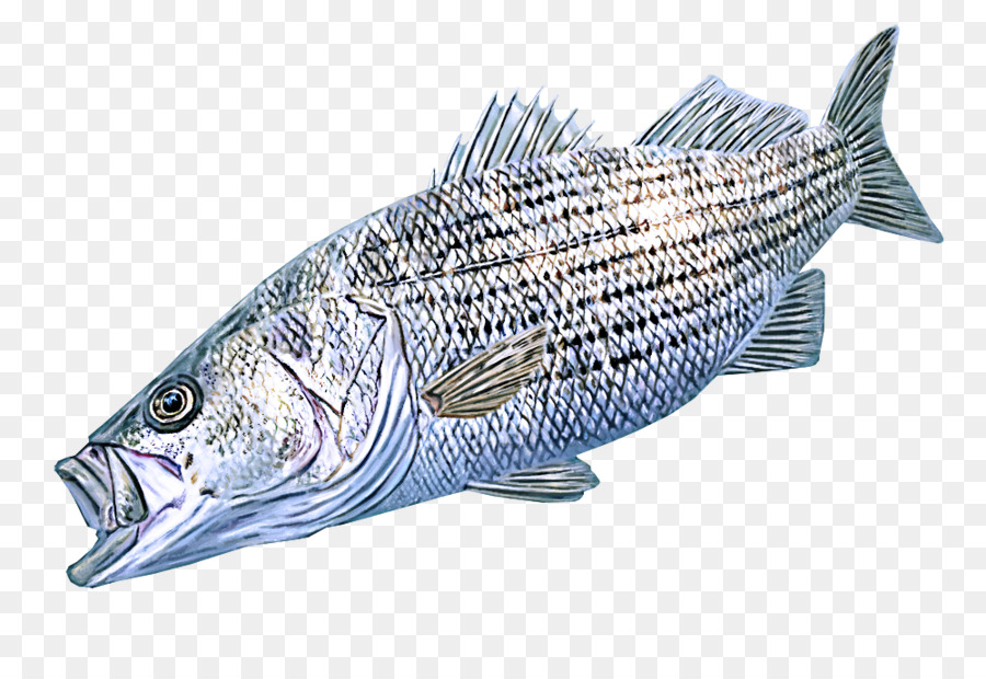 Peixe，Mar PNG