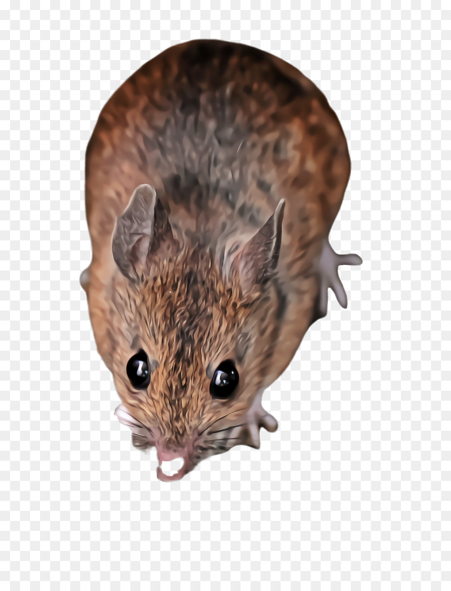 Mouse，Rat PNG