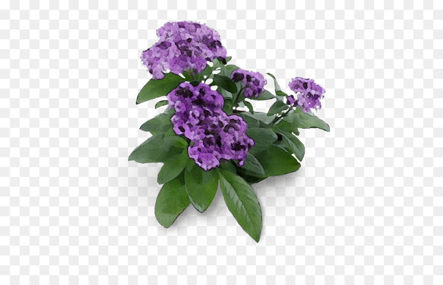 Flor，Roxo PNG