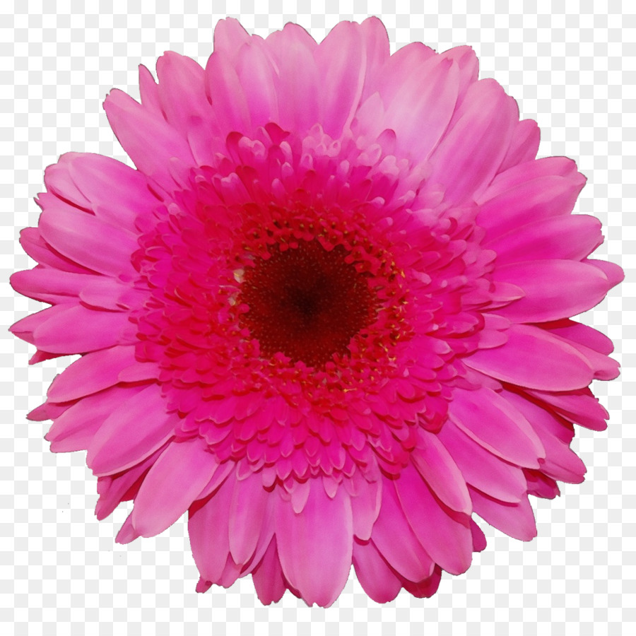 Margarida De Barberton，Gerbera PNG