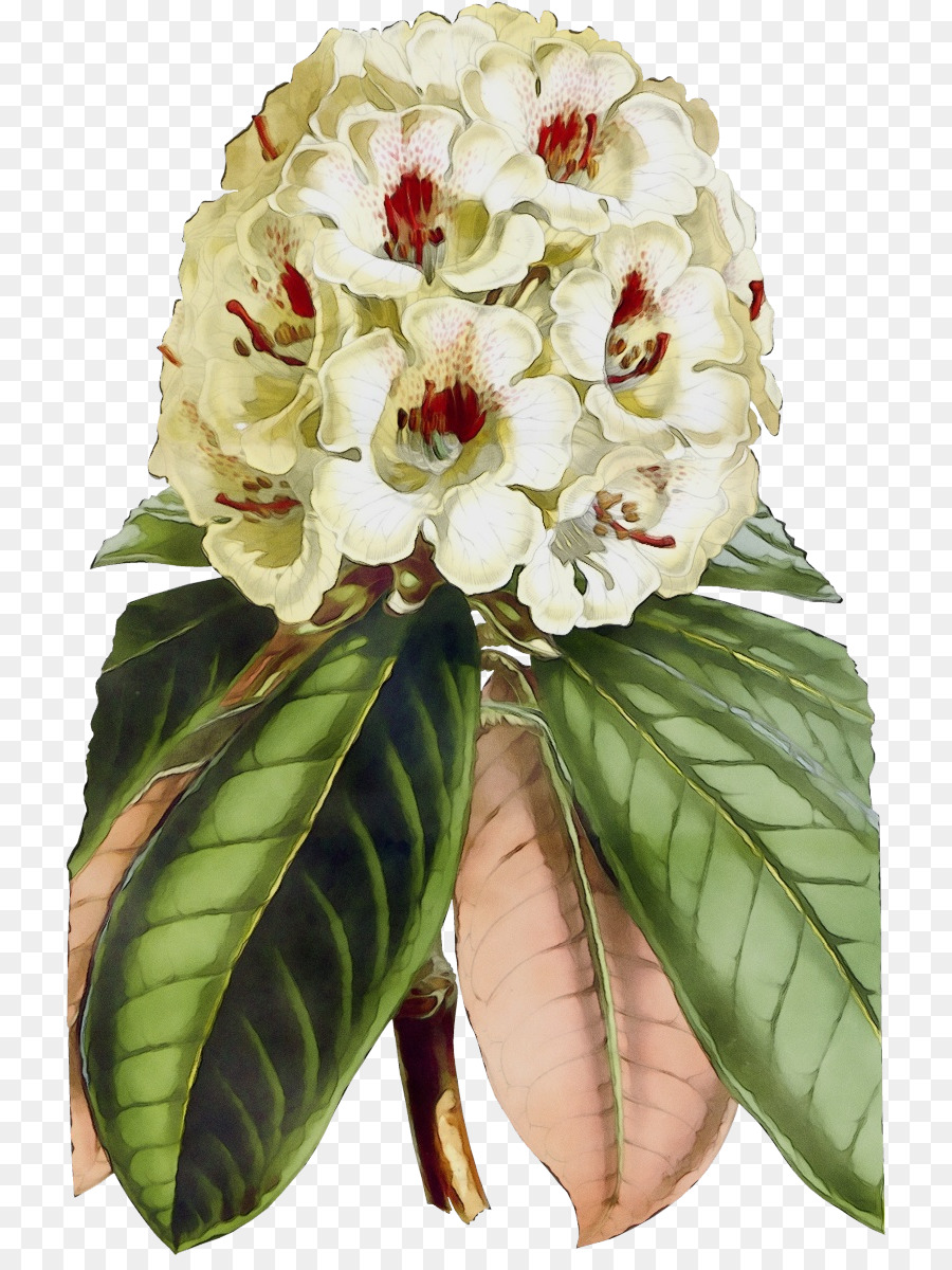 Flor，Planta PNG