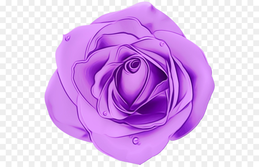 Rosa Roxa，Florescer PNG