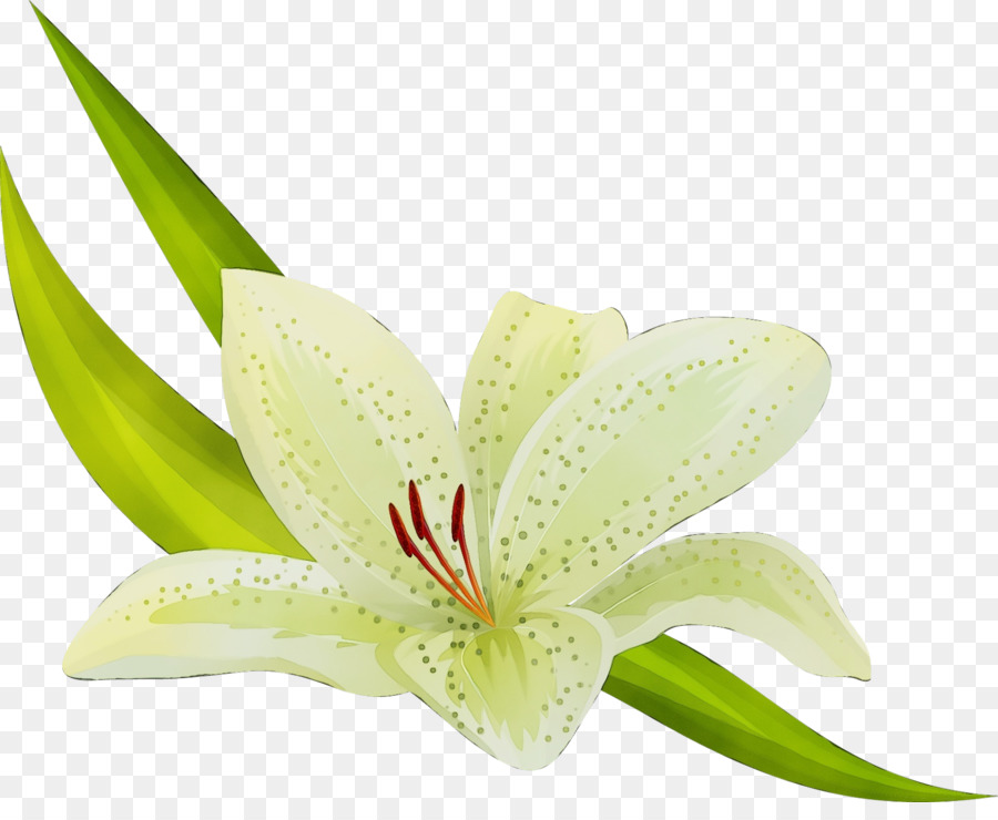 Flor，Planta PNG