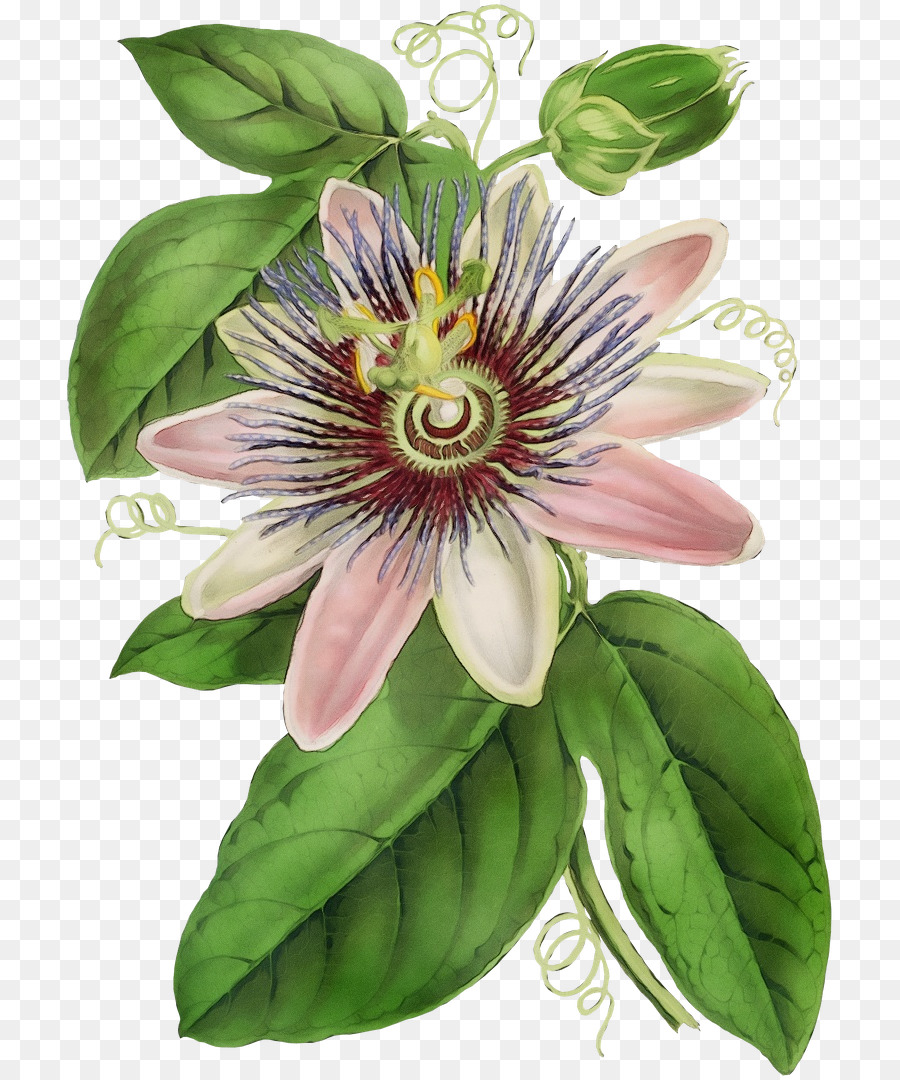 Flor，A Flor Da Paixão PNG