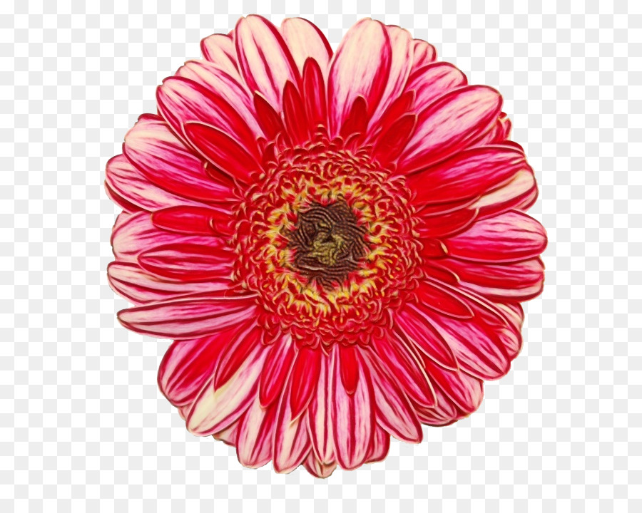 Flor，Florescer PNG