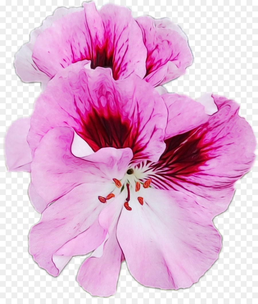 Flor Rosa，Pétalas PNG