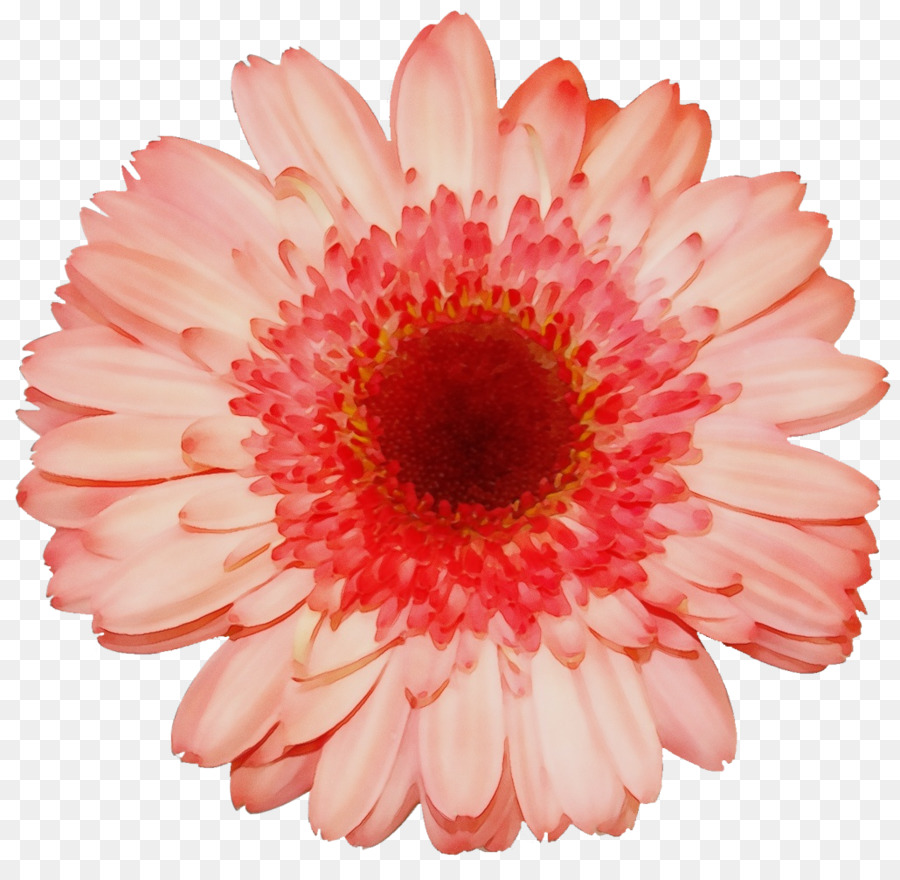 Margarida De Barberton，Gerbera PNG