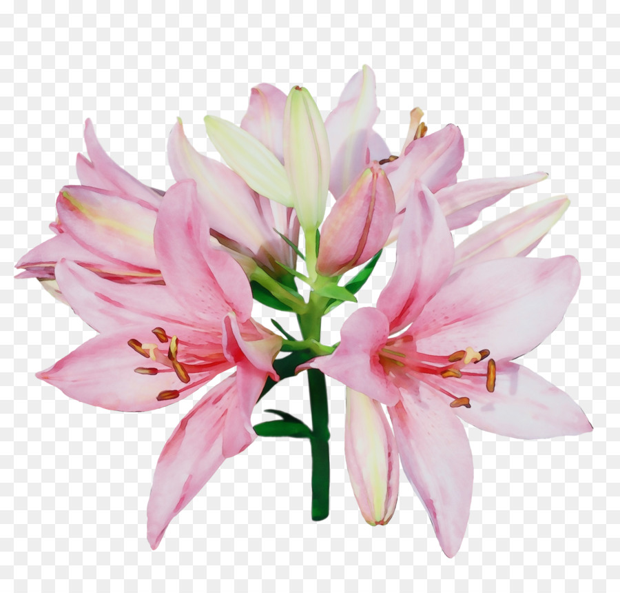 Orquídea Rosa，Florescer PNG