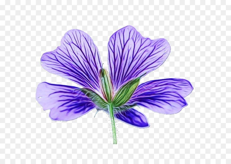 Flor，Roxo PNG