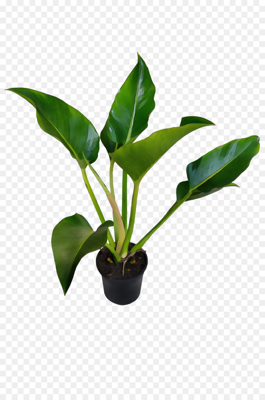 Planta Em Vaso，Verde PNG