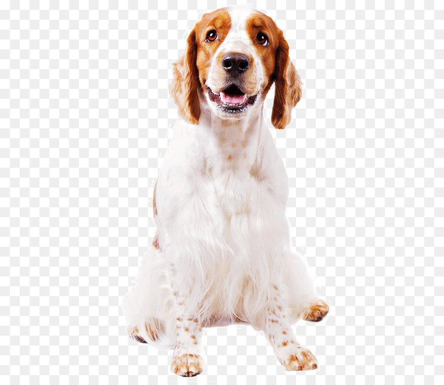 Cachorro，Spaniel PNG