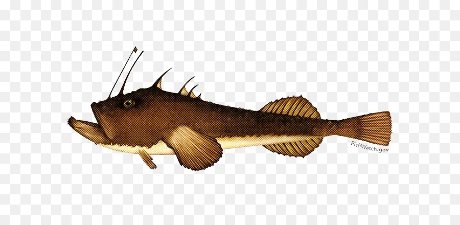 Peixe，O Peixe Gato PNG