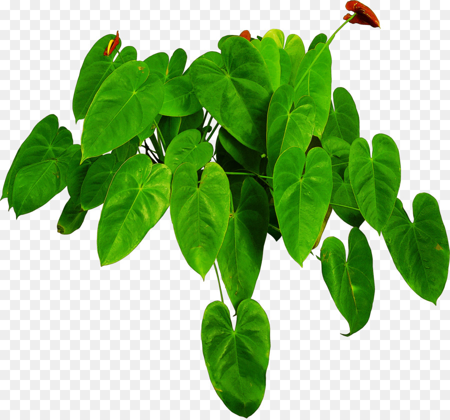 Planta Verde，Folhas PNG