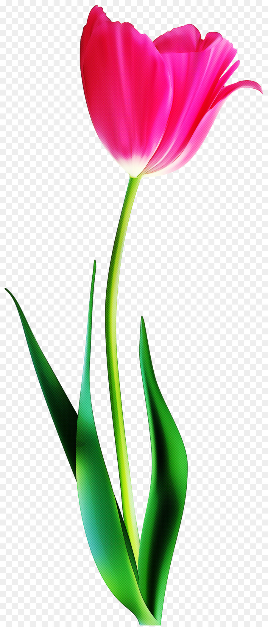 Tulipa Vermelha，Tronco PNG