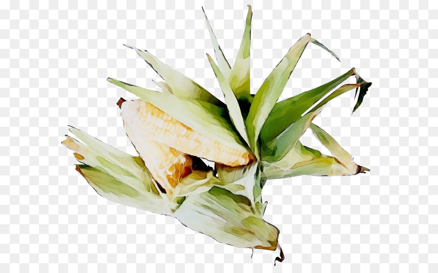 Planta，Alimentos PNG