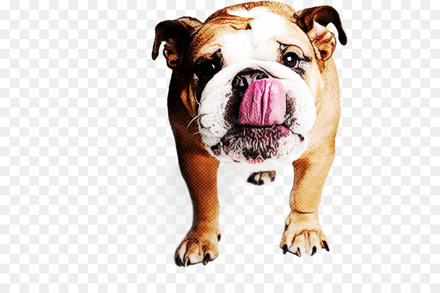 Cachorro，Bulldog PNG