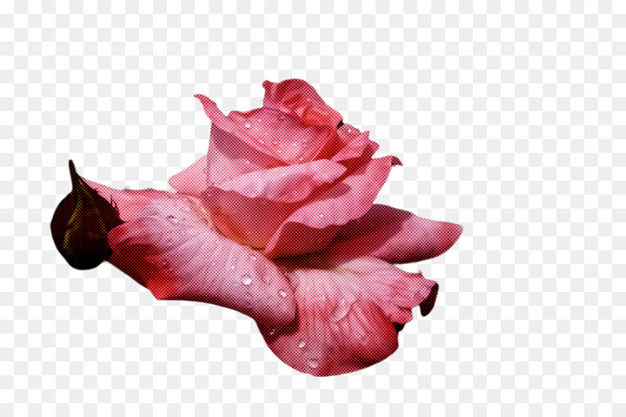 Rosa Rosa，Pétalas PNG