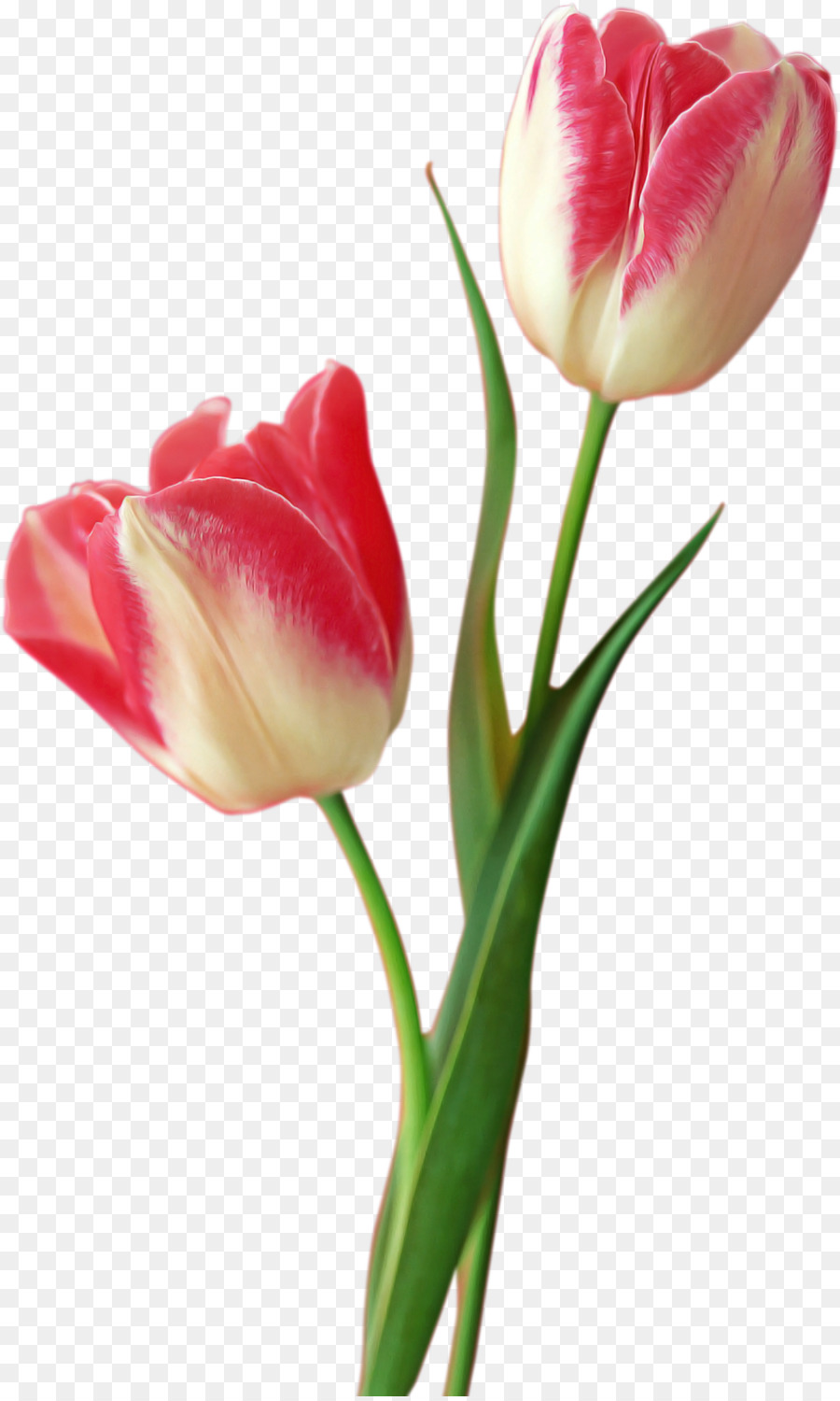 Flor，Tulip PNG