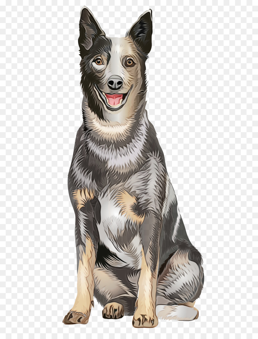 Cachorro，Australian Cattle Dog PNG