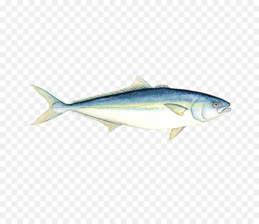 Peixe，Atum Voador Peixe PNG