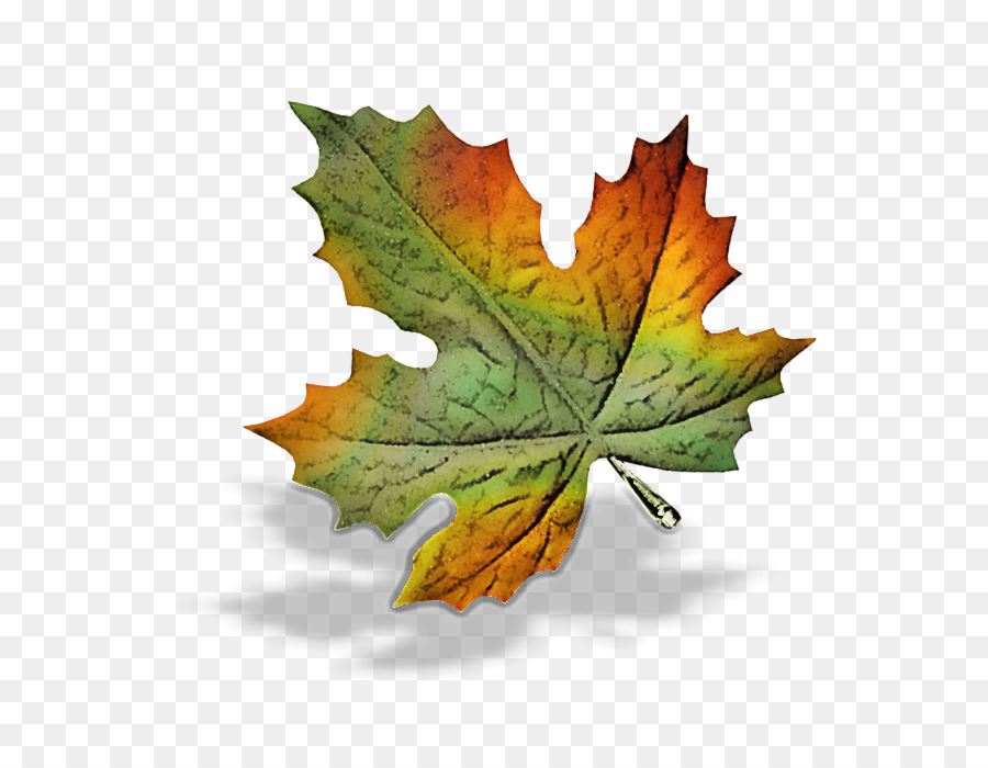 Folha，Maple Leaf PNG