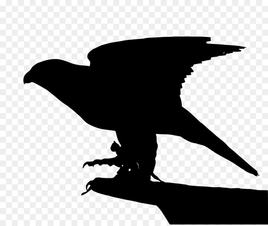 Aves，Bico PNG