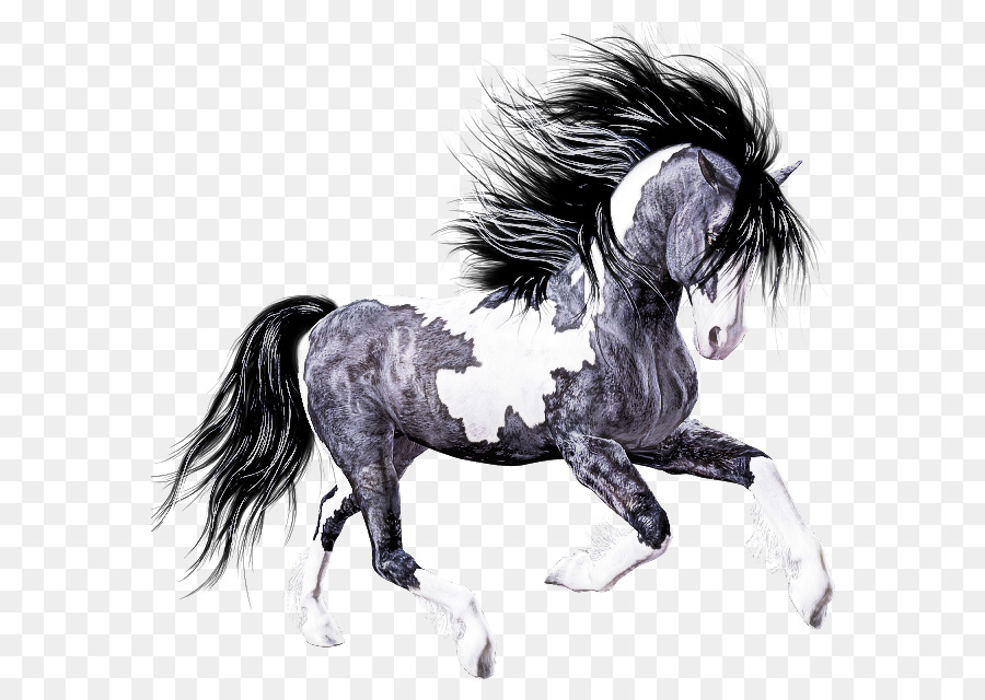 Cavalo，Mane PNG