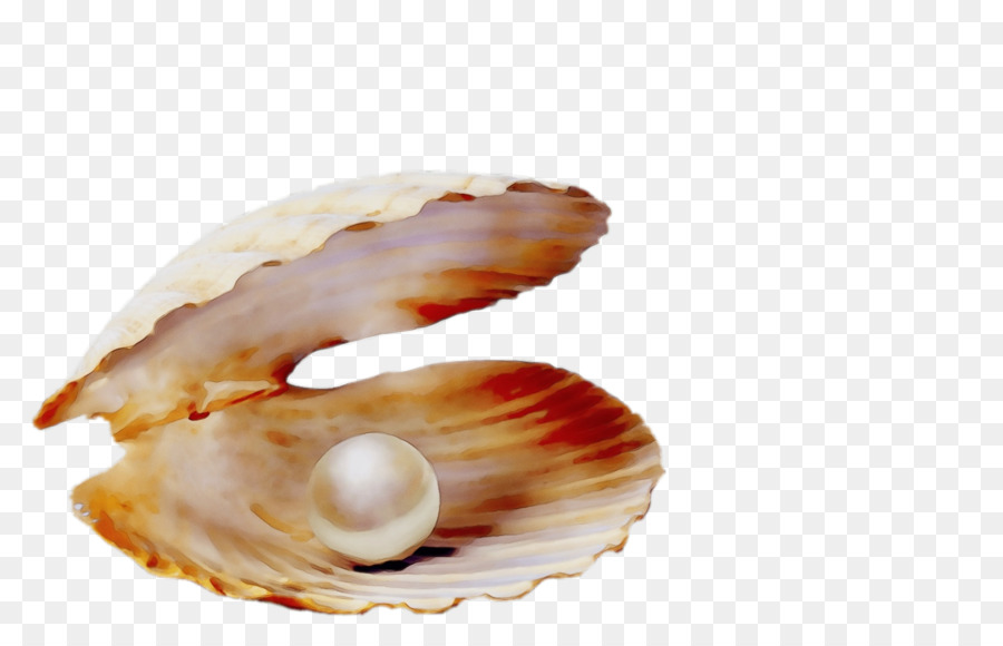 Shell，Bivalves PNG