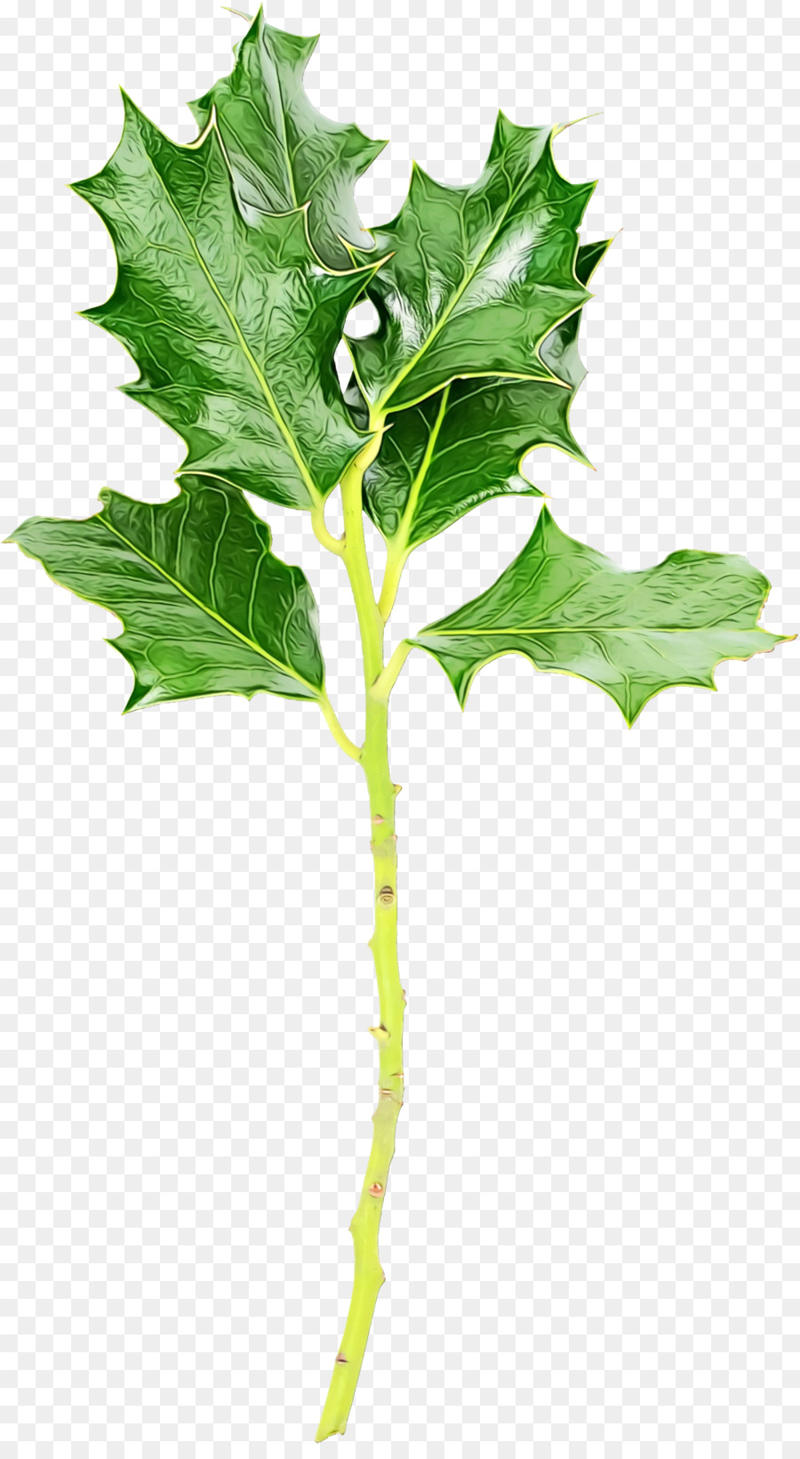 Folha，Planta PNG