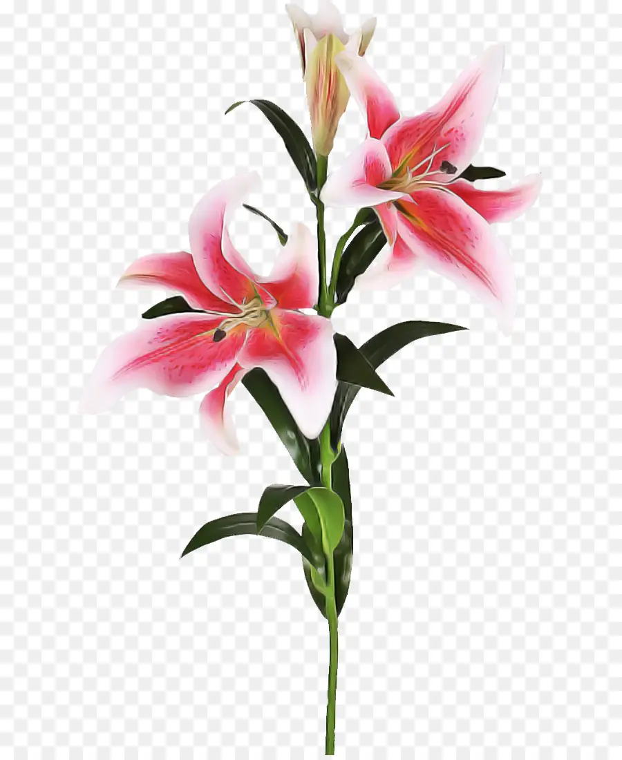 Flor，Lily PNG