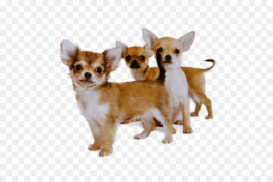 Cachorro，Chihuahua PNG
