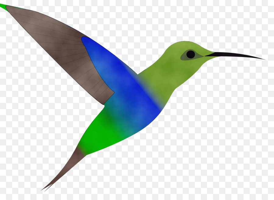 Aves，Beija Flor PNG