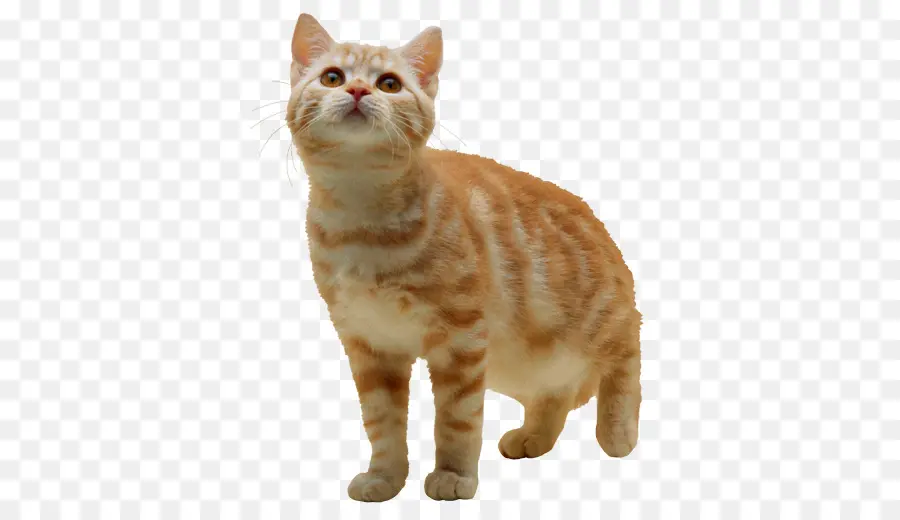 Gato，Pequenas E Médias Gatos PNG