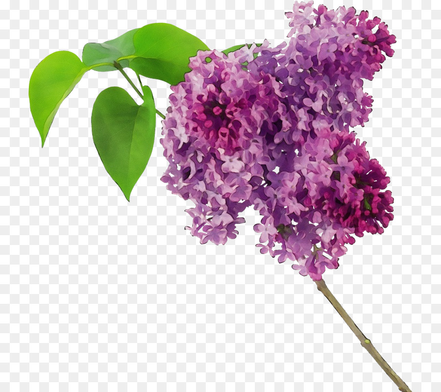 Flor Roxa，Florescer PNG