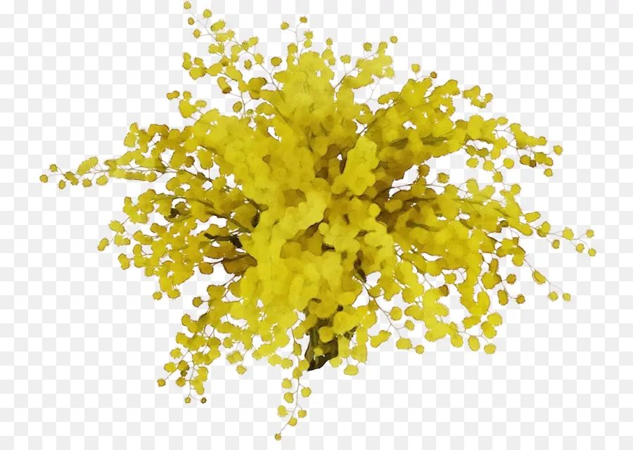 Amarelo，Planta PNG