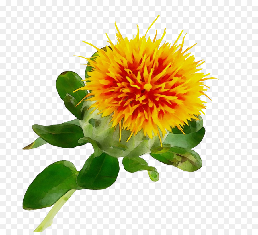 Flor，Planta PNG