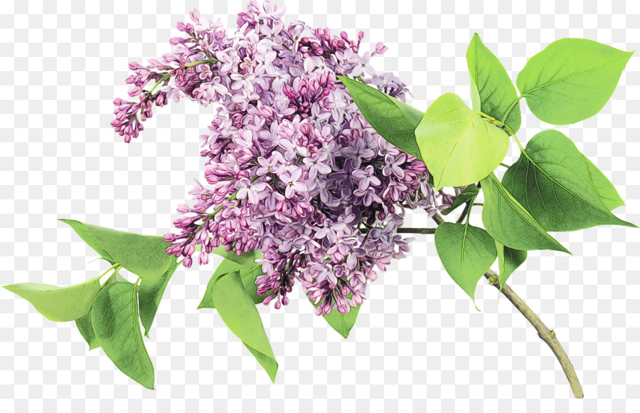 Lilás Roxo，Lilás PNG