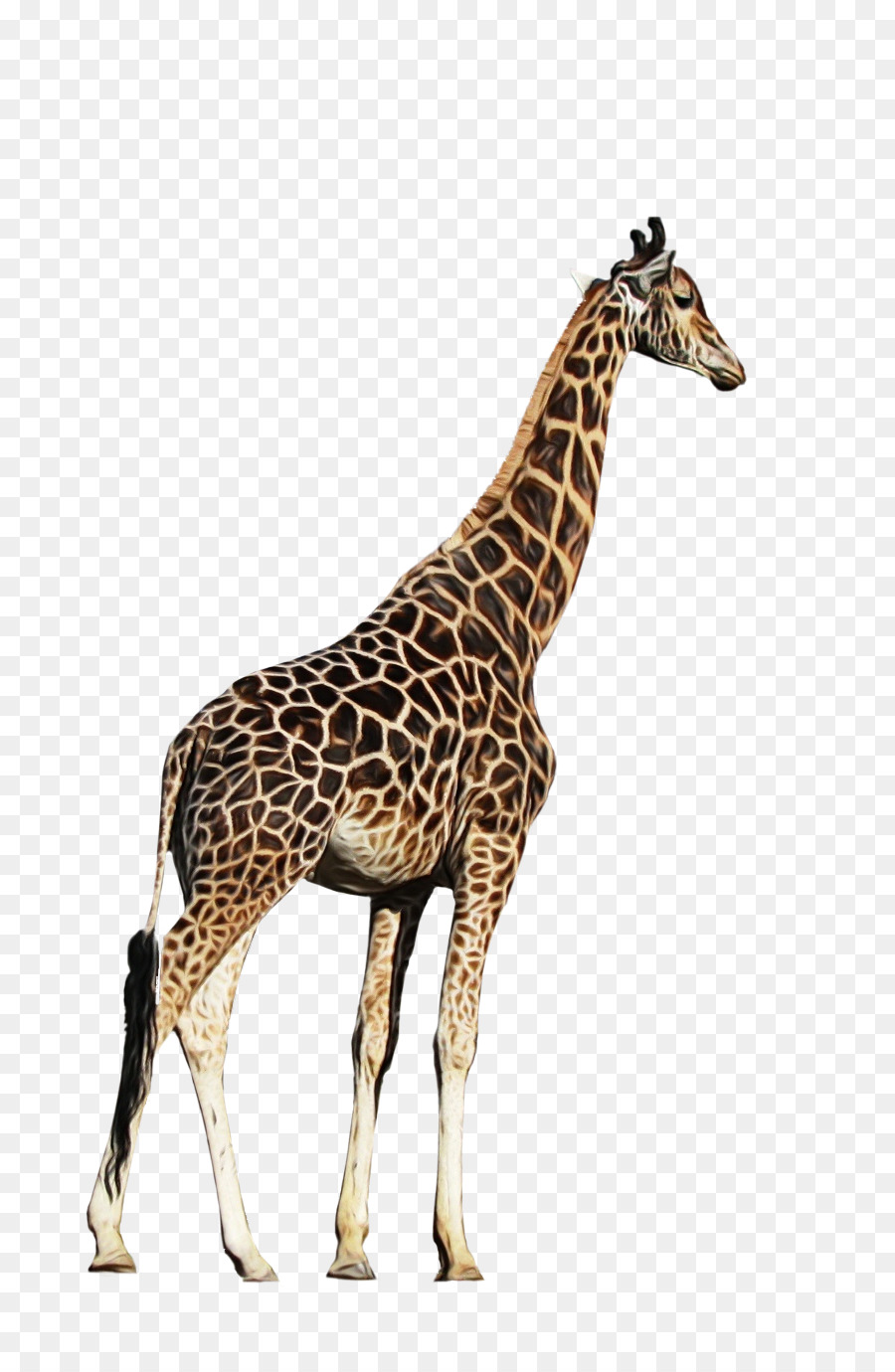 Girafa，Giraffidae PNG