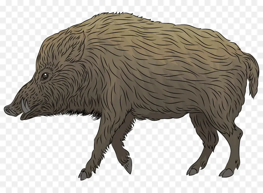 Animal Figura，Boar PNG