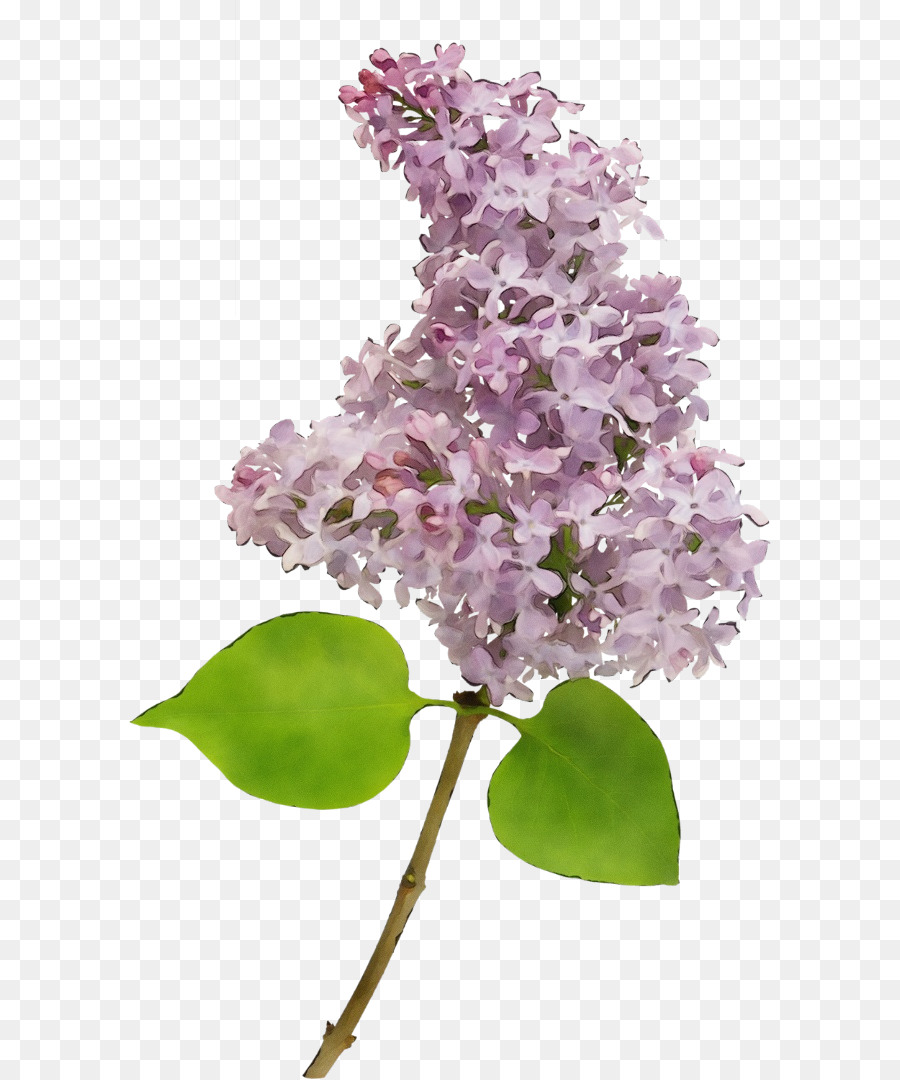 Flor Roxa，Florescer PNG