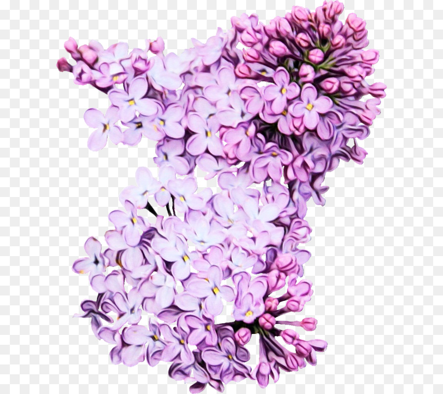 Flores Lilás，Florescer PNG