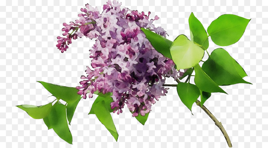 Flores Lilás，Florescer PNG