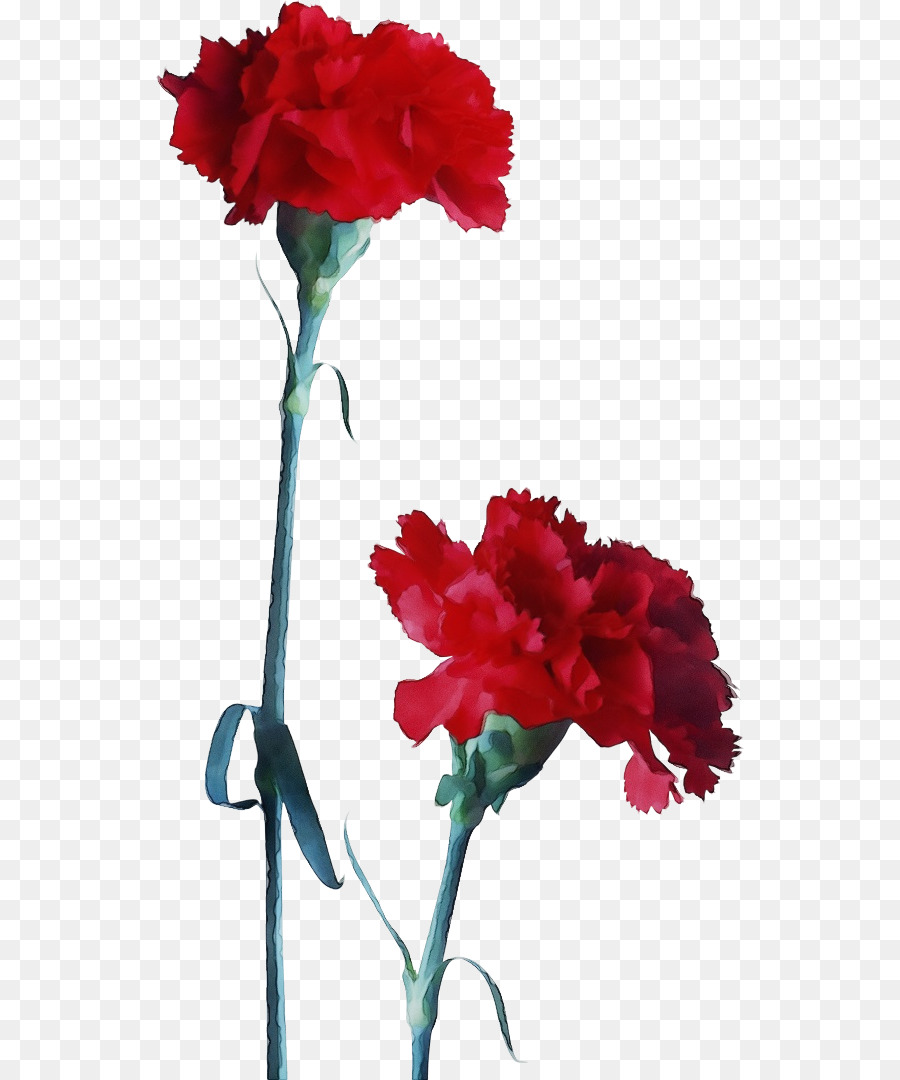 Flor，Cravo PNG