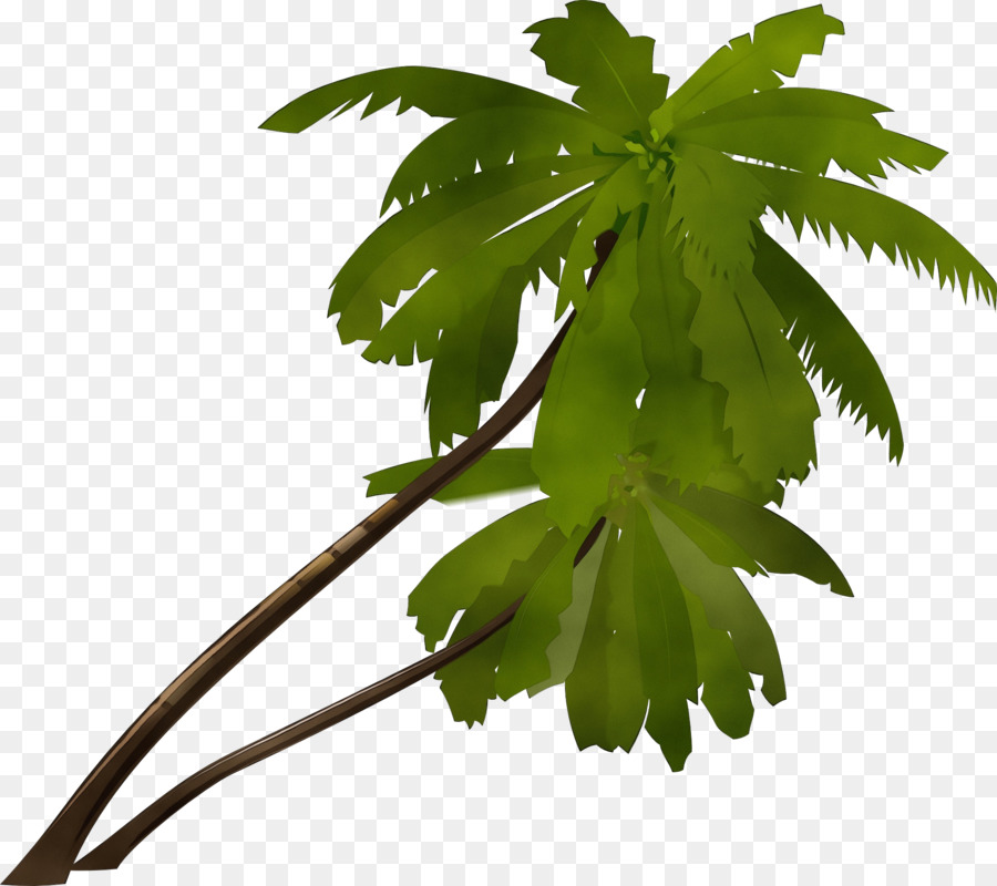 Plantar，Verde PNG