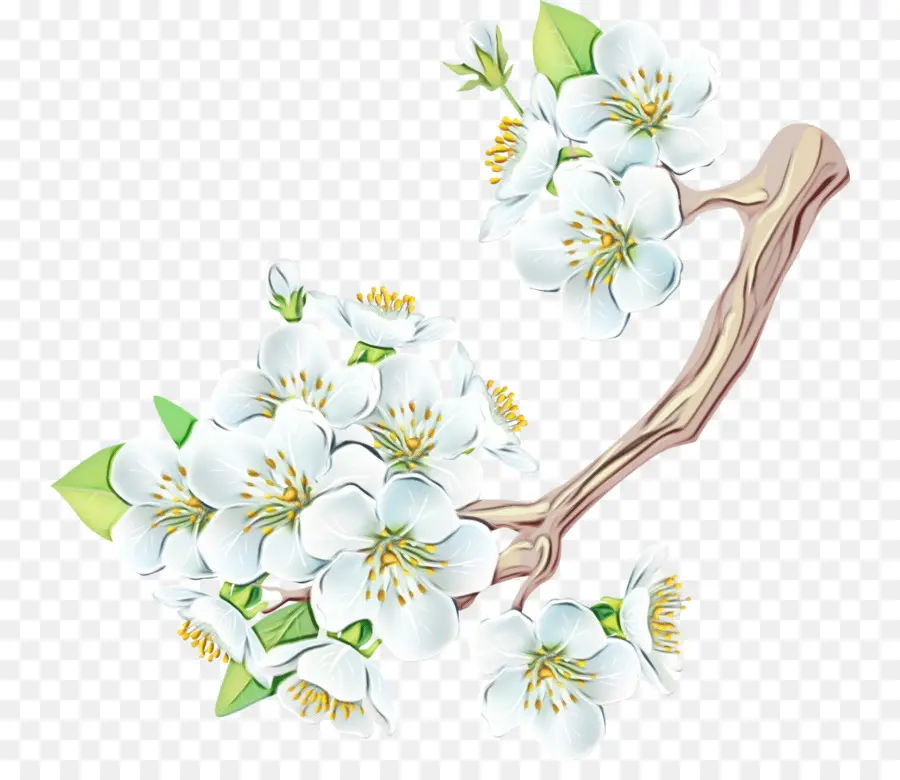 Branco，Flor PNG